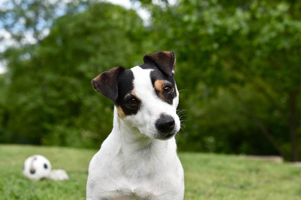 Pet-Friendly Venice Florida: A Dog Owner's Guide to Our City