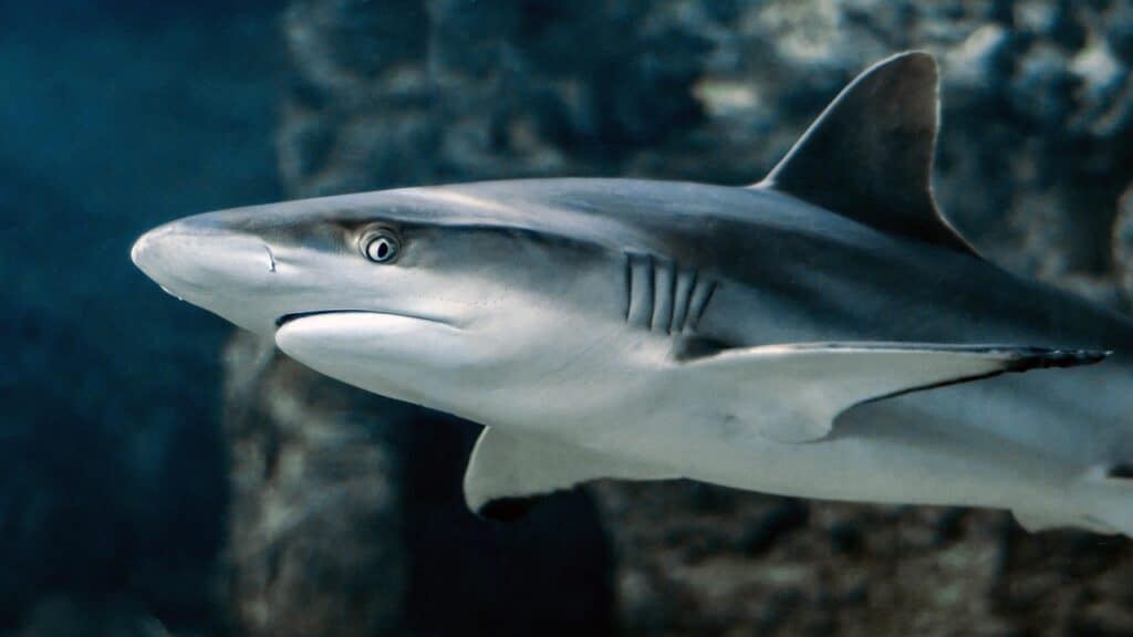 Discover why Venice, Florida is the Shark Tooth Capital of the World. Learn about the ancient Miocene seas, Peace River Formation, and geological processes that bring millions of fossilized shark teeth to Venice beaches daily.